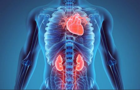 Picture for category Internal Medicine - Cardiovascular, Renal, & Metabolism