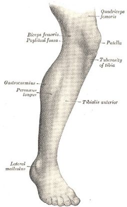 Picture of Lower Extremity Anatomy - Online Course ONLY