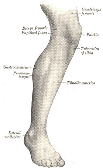 Picture of Lower Extremity Anatomy - Online Course ONLY