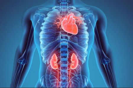 Picture for category Internal Medicine - Cardiovascular, Renal, & Metabolism